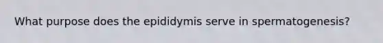 What purpose does the epididymis serve in spermatogenesis?