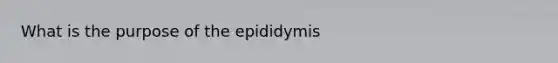 What is the purpose of the epididymis