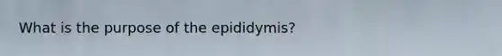 What is the purpose of the epididymis?