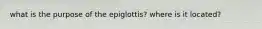 what is the purpose of the epiglottis? where is it located?