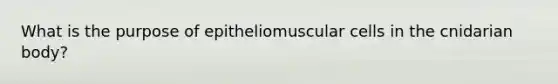 What is the purpose of epitheliomuscular cells in the cnidarian body?