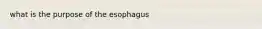 what is the purpose of the esophagus