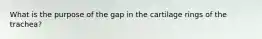 What is the purpose of the gap in the cartilage rings of the trachea?