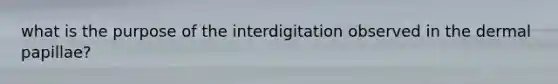 what is the purpose of the interdigitation observed in the dermal papillae?