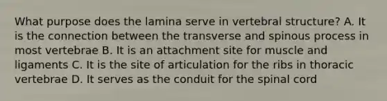 What purpose does the lamina serve in vertebral structure? A. It is the connection between the transverse and spinous process in most vertebrae B. It is an attachment site for muscle and ligaments C. It is the site of articulation for the ribs in thoracic vertebrae D. It serves as the conduit for the spinal cord