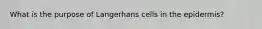 What is the purpose of Langerhans cells in the epidermis?