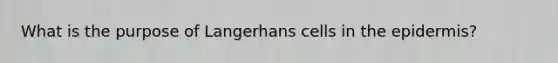 What is the purpose of Langerhans cells in the epidermis?