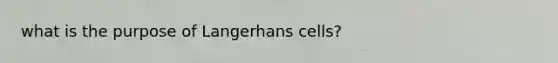 what is the purpose of Langerhans cells?