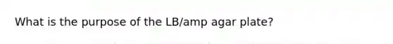 What is the purpose of the LB/amp agar plate?