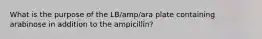 What is the purpose of the LB/amp/ara plate containing arabinose in addition to the ampicillin?