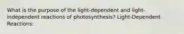 What is the purpose of the light-dependent and light-independent reactions of photosynthesis? Light-Dependent Reactions: