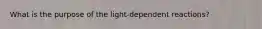 What is the purpose of the light-dependent reactions?