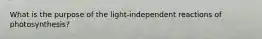 What is the purpose of the light-independent reactions of photosynthesis?