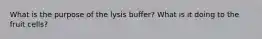 What is the purpose of the lysis buffer? What is it doing to the fruit cells?