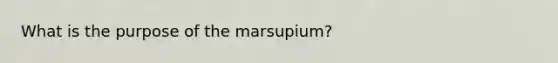 What is the purpose of the marsupium?