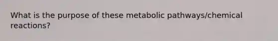 What is the purpose of these metabolic pathways/chemical reactions?