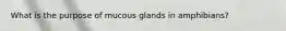 What is the purpose of mucous glands in amphibians?