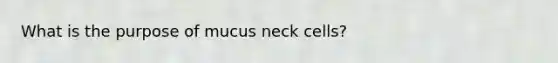 What is the purpose of mucus neck cells?