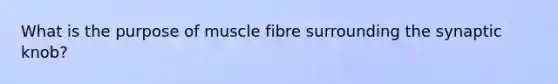 What is the purpose of muscle fibre surrounding the synaptic knob?