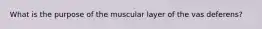 What is the purpose of the muscular layer of the vas deferens?