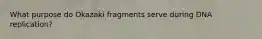 What purpose do Okazaki fragments serve during DNA replication?