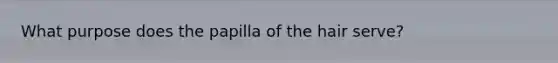 What purpose does the papilla of the hair serve?