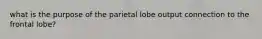 what is the purpose of the parietal lobe output connection to the frontal lobe?