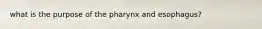 what is the purpose of the pharynx and esophagus?