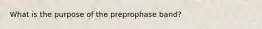 What is the purpose of the preprophase band?