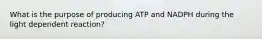 What is the purpose of producing ATP and NADPH during the light dependent reaction?