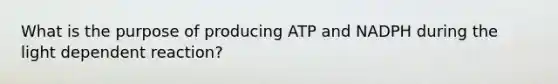 What is the purpose of producing ATP and NADPH during the light dependent reaction?