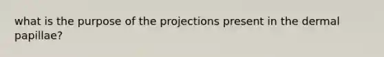 what is the purpose of the projections present in the dermal papillae?