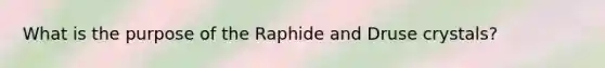 What is the purpose of the Raphide and Druse crystals?