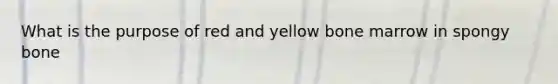 What is the purpose of red and yellow bone marrow in spongy bone