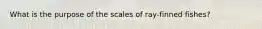 What is the purpose of the scales of ray-finned fishes?