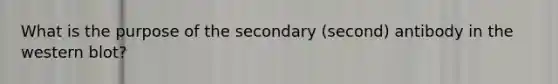 What is the purpose of the secondary (second) antibody in the western blot?