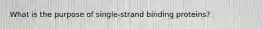 What is the purpose of single-strand binding proteins?