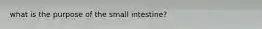 what is the purpose of the small intestine?