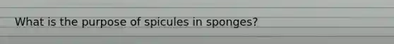 What is the purpose of spicules in sponges?