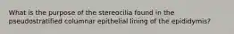 What is the purpose of the stereocilia found in the pseudostratified columnar epithelial lining of the epididymis?