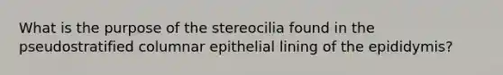 What is the purpose of the stereocilia found in the pseudostratified columnar epithelial lining of the epididymis?