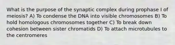 What is the purpose of the synaptic complex during prophase I of meiosis? A) To condense the DNA into visible chromosomes B) To hold homologous chromosomes together C) To break down cohesion between sister chromatids D) To attach microtubules to the centromeres