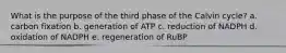 What is the purpose of the third phase of the Calvin cycle? a. ​carbon fixation b. generation of ATP​ c. reduction of NADPH​ d. oxidation of NADPH​ e. regeneration of RuBP​