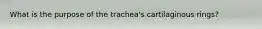 What is the purpose of the trachea's cartilaginous rings?