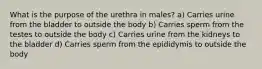 What is the purpose of the urethra in males? a) Carries urine from the bladder to outside the body b) Carries sperm from the testes to outside the body c) Carries urine from the kidneys to the bladder d) Carries sperm from the epididymis to outside the body