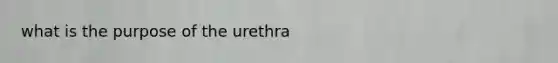 what is the purpose of the urethra