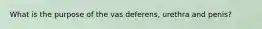 What is the purpose of the vas deferens, urethra and penis?