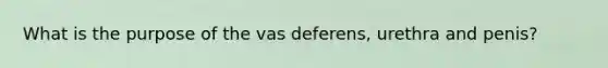 What is the purpose of the vas deferens, urethra and penis?