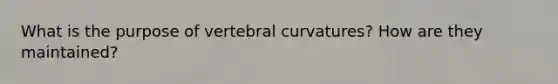 What is the purpose of vertebral curvatures? How are they maintained?