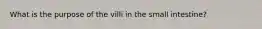 What is the purpose of the villi in the small intestine?